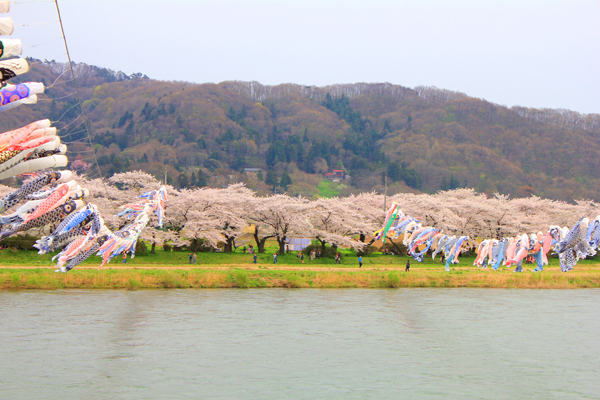 満開の桜に、鯉泳ぐ