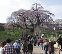 見物客で賑わう三春の滝桜