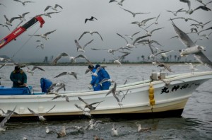 小さないわしなど、海に戻された魚をねらうカモメの集団