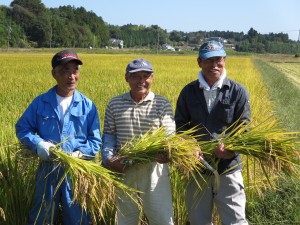 町内でもいち早くコメの実証栽培が始まった酒田地区で、震災後初、４年ぶりの稲刈を実施。稲穂を手に笑顔を見せる復興組合の半谷好啓さん（左）、松本清人さん（中央）、鈴木義雄さん。