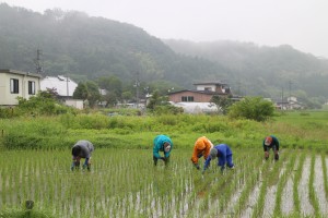 ５月は全く雨が降らず稲の生育が心配されたが、取材当日は恵の雨。「昔は自分の田んぼを潤すため、こっそり夜中に田んぼの用水路に出かけたんだ。それを“夜水を引く”と言うんだよ」（吉成氏）