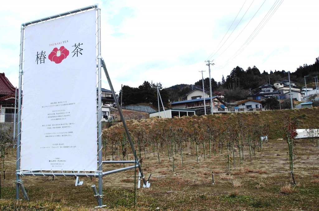 椿を栽培中の農地。被災によって空農地になってしまったところに椿を植え、陸前高田に椿花でレッドカーペットのような風景を、というのが髙橋さんの夢です。