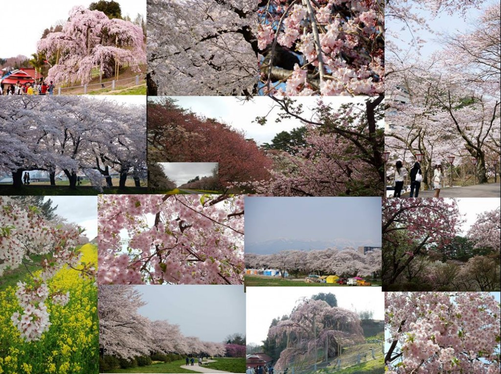 Facebookグループ「みんなで巡る・桜の札所」に投稿された写真の数々