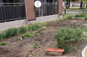 岩手県釜石市の復興公営住宅の傍で見かけたインフォーマルな菜園。このような菜園が広がると、モノとモノの交換関係の元手が生まれてくる。