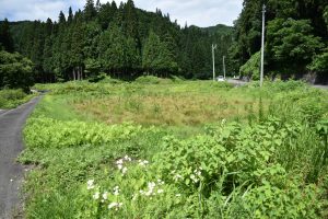 遊休農地の様子